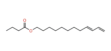 (E)-9,11-Dodecadienyl butyrate